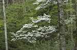 Flowering dogwood